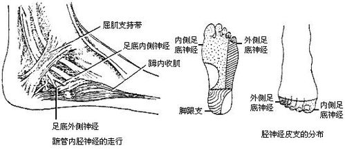 采用中药治疗右腓总神经损伤一例