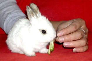 兔子多大可以喂青菜 