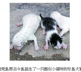 7个宝宝牠最喵 南韩 珍岛犬 生出小猫