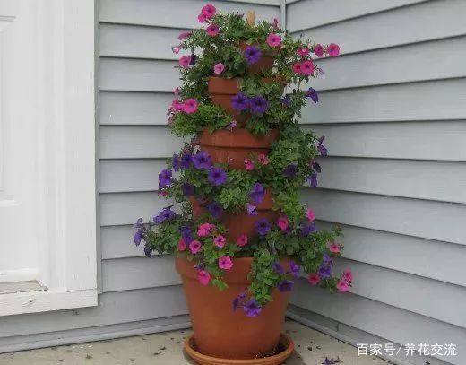 红陶卧罐怎么种花,种什么花好看 