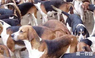肉狗怎么养 肉狗养殖的注意事项