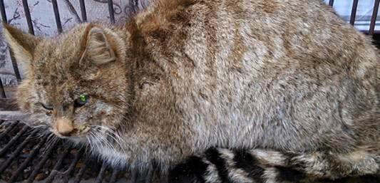 这种小型猫科动物体型只有东北豹十分之一, 吃鸡 能力不输老虎