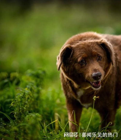 世界上最长寿的狗狗 波比 即将满31岁