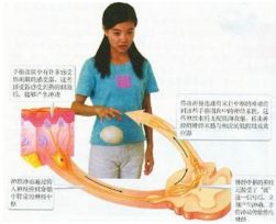 她们说的反射弧是什么意思