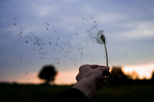 还有半个月,缘分桃花彼此遇见,偶遇今生所爱的3大生肖