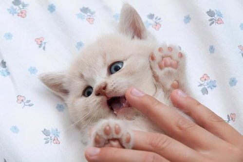 为什么猫咪不让人摸爪子 过来人告诉你答案