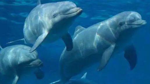 国际海豚日 保护海豚,从了解开始