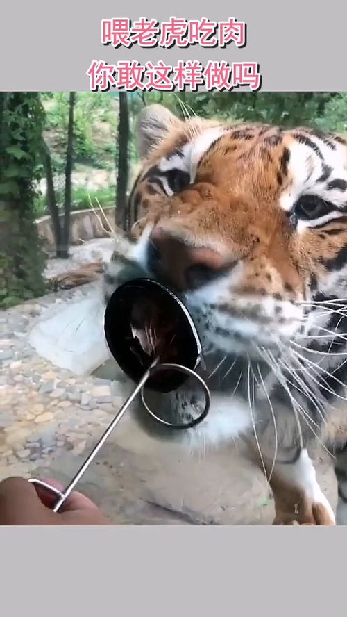 喂老虎吃肉,你敢这样做吗 