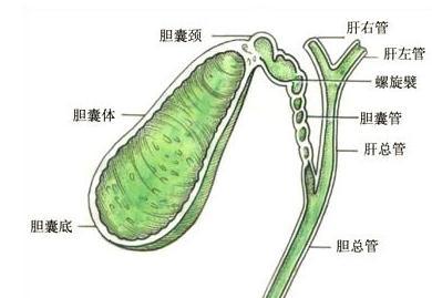 胆囊炎有哪些症状，哪些药品效果明显？胆囊炎有什么症状？治疗胆囊炎的药物有那些