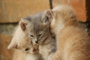 猫咪多大交配 什么样的公猫和母猫配比较合适 有哪些注意事项