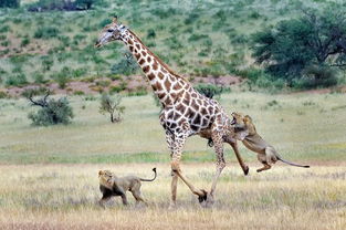 非洲长颈鹿苦战狮子 寡不敌众难逃追杀 