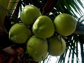 红椰子繁殖方法及栽培管理技术,三亚种植椰子的有利条件