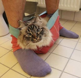 网友养了一只暹罗猫,主人每次上厕所猫都跟着,他觉得太粘人