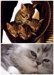 BBC高分纪录片 小猫的秘密 萌翻人心,猫控必看 Kittens 