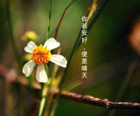 这是什么花,是洛桑花吗 谢谢 