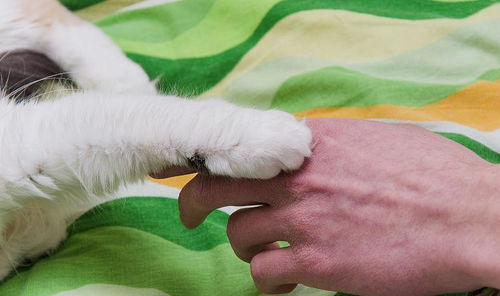 为什么你一摸猫咪的爪子,猫咪就缩回去 其实有这3个原因
