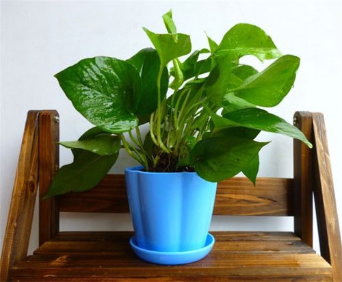 室内适合养什么植物对家庭比较好,家里适合养什么植物好？