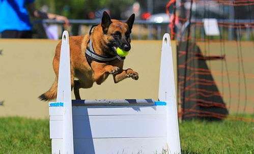 狗狗的团队竞技比赛,飞球运动你听说过吗 看看哪家的狗狗更厉害
