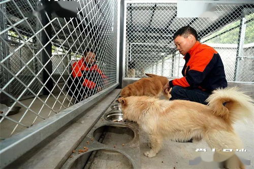 长沙县养狗的市民注意 刚刚公布的消息...