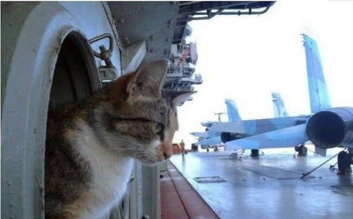 航母上老鼠泛滥咋办 美军养猫都没用,中国 笨办法 最治本