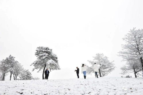 三月下雪 是真的 酉阳这里竟然下雪了,美呆