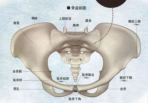 头位高盆骨窄宝宝头大能不能顺，急急急急