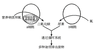 海枫藤花粉块的离体萌发试验研究