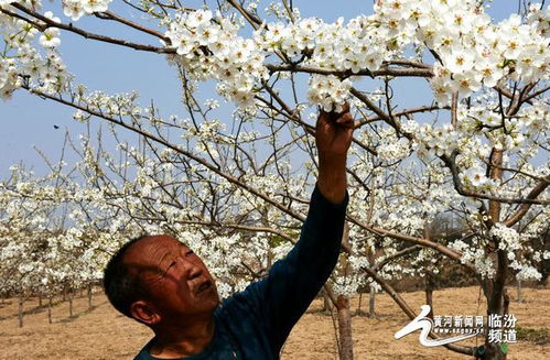 视觉临汾 隰县梨花节邀你来 4月10日不见不散