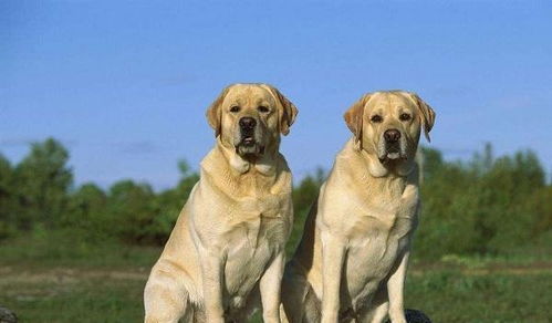 拉布拉多犬怎么训练,拉布拉多怎么看纯不纯你一定不知道