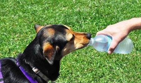 狗狗不能喝的这几种水,对狗狗有很大伤害
