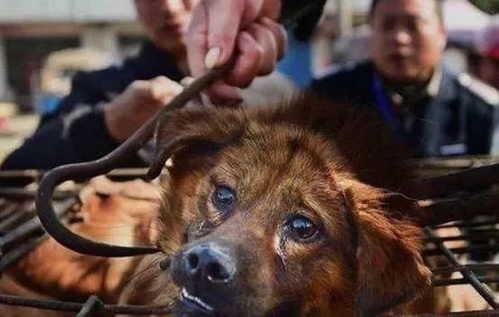 这伙人在杭州毒杀上千只狗,卖了几吨狗肉后,终于被判刑了