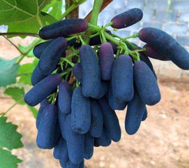 蓝宝石葡萄容易成活,院里栽1棵全家都吃不完