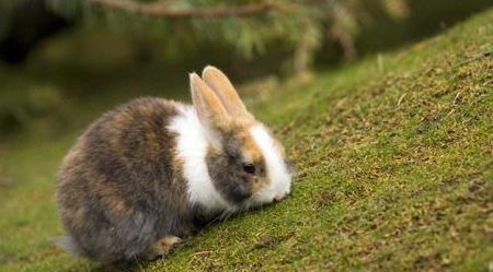 养兔之道 母兔产后拉稀是什么病,哺乳期母兔拉稀怎么办