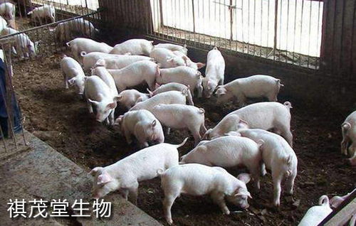 陕西养猪政策 每购买1头仔猪奖补1000元 陕西汉滨区加码扶持脱贫户发展养猪