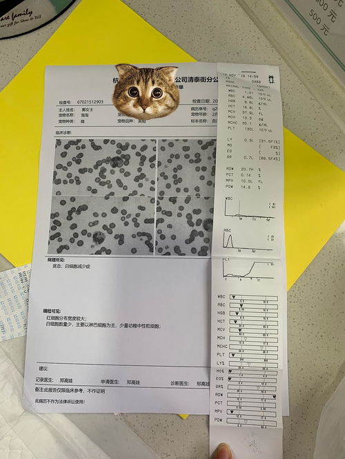猫白细胞只有0.7,不是猫瘟,找不到病因 已找到病因 