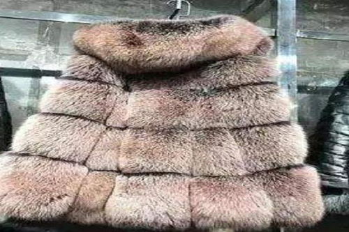 去年新买的貂皮大衣没有挂起来,整个被压皱了,入冬了要穿了,怎么能恢复过来 
