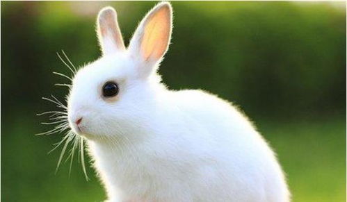 十兔九不全 揭秘75年生肖兔的毕生寿数,过了45岁后什么命