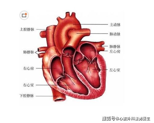 糖尿病心脏病能吃点什么补品