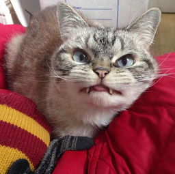 尖牙小猫酷似吸血鬼爆红网络 
