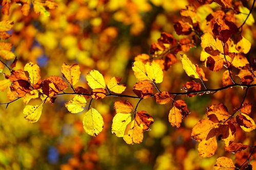 随处可见的树叶,可拍得这么好看,这些秋叶摄影技巧你会吗