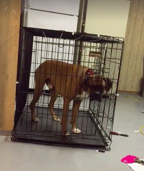 狗狗被关住照样越狱,主人疑惑安上监控后,被拍下的一幕吓呆了