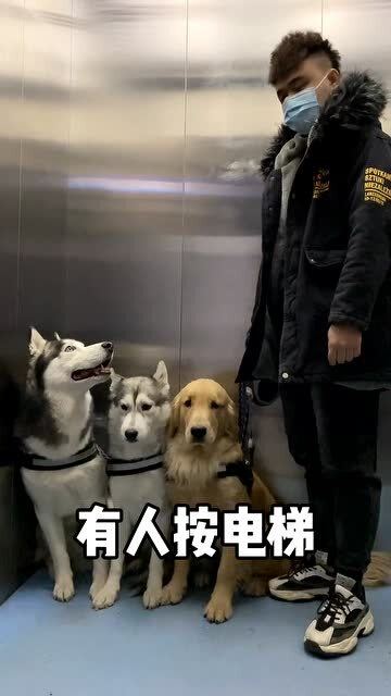 大狗狗坐电梯就是这么卑微,温馨提示,千万别带这么多狗出门 