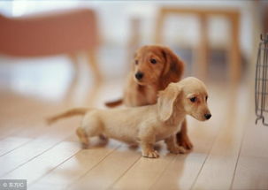寿命最长的10只小型犬 