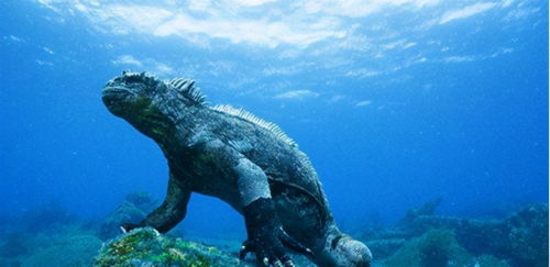 沧龙的祖先是谁 这群可以在水下呼吸的蜥蜴,竟然是沧龙始祖