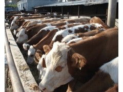 肉牛饲养方式 肉牛舍饲育肥技术 