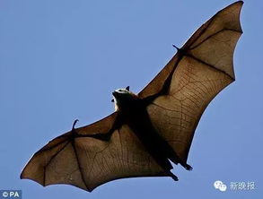 哈尔滨一小区现10多只蝙蝠倒悬着吱吱叫 吓坏市民