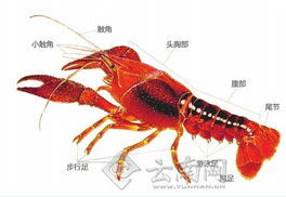 揭秘小龙虾 几十年 占领 日本 1929年登陆南京 