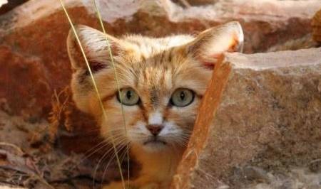 巴基斯坦沙猫体型娇小,十分可爱,从野猫成为宠物猫