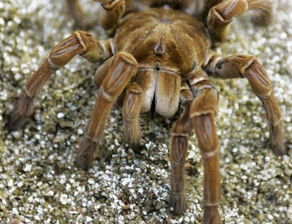 世界最大蜘蛛 重量接近幼犬