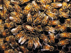 蜜蜂 蜜蜂图片 